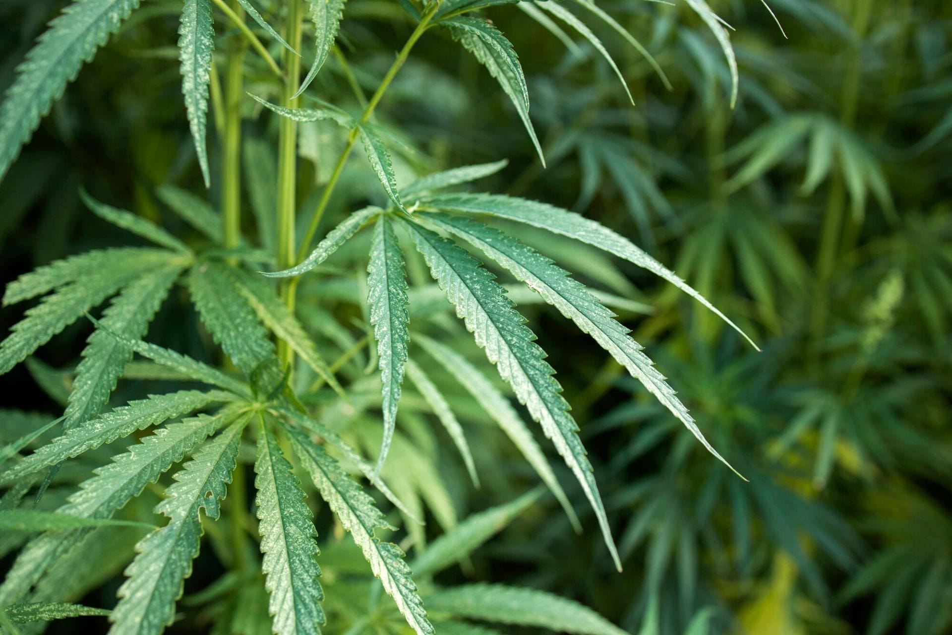 CBD Προϊόντα: Ο Πλήρης Οδηγός για Ανθούς CBD, Sticks CBD & Τζιβάνες CBD